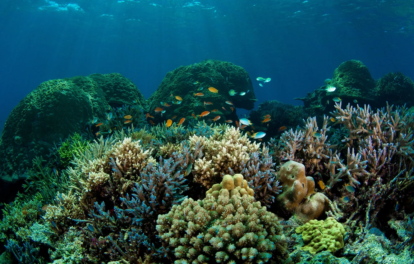 Фото обои море, рыбы, дно, кораллы