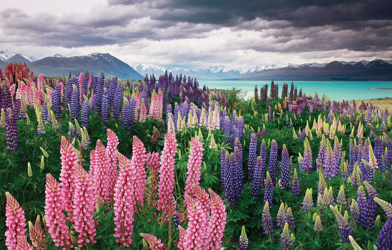 Фото обои горы, озеро, Новая Зеландия, New Zealand, Текапо, люпины, Sarah Sisson