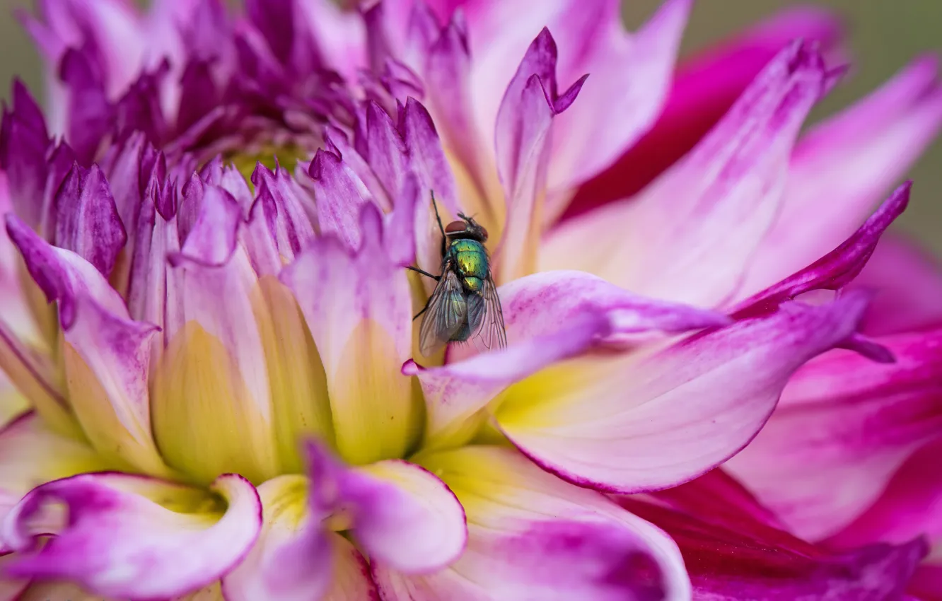 Фото обои цветок, макро, муха, насекомое, георгина, обои от lolita777
