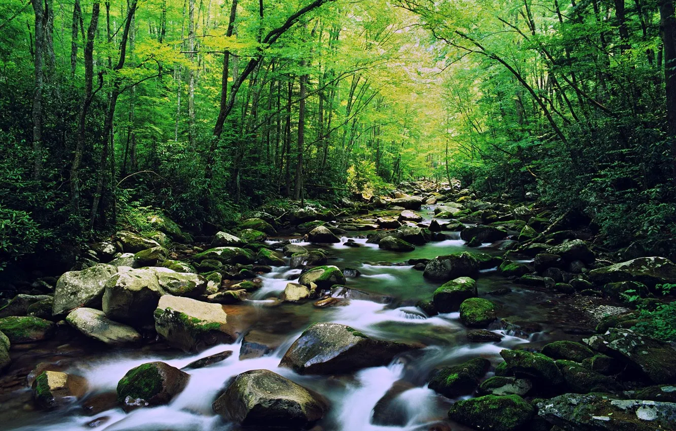 Фото обои лес, камни, Река