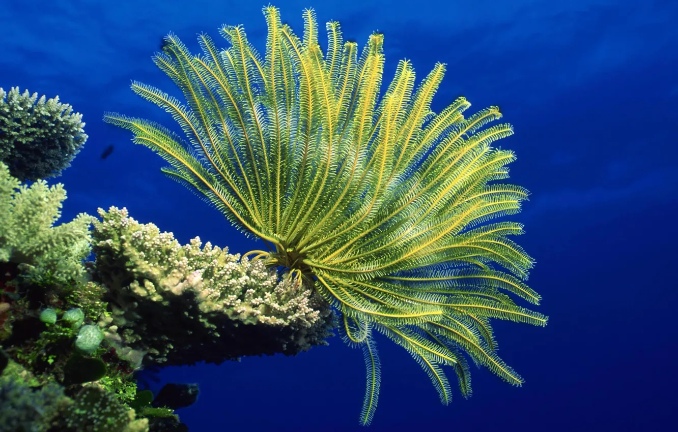 Фото обои underwater, sea, ocean, life, marine, reef, coral, anemones
