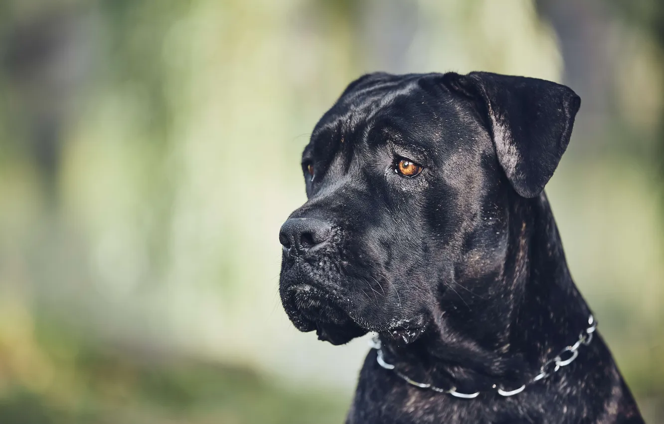 Фото обои animals, dog, muzzle, cane corso