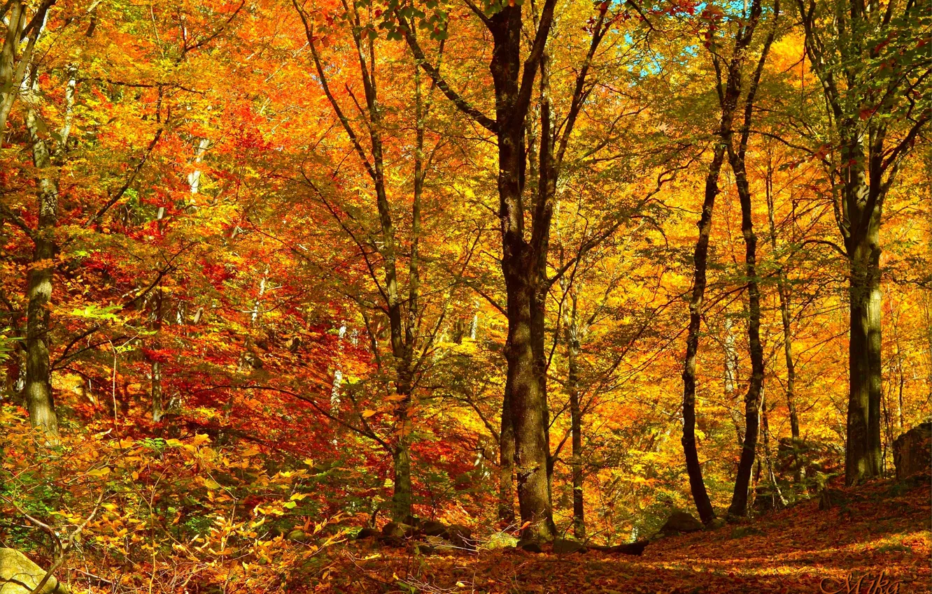 Фото обои Осень, Деревья, Лес, Fall, Листва, Autumn, Forest, Trees