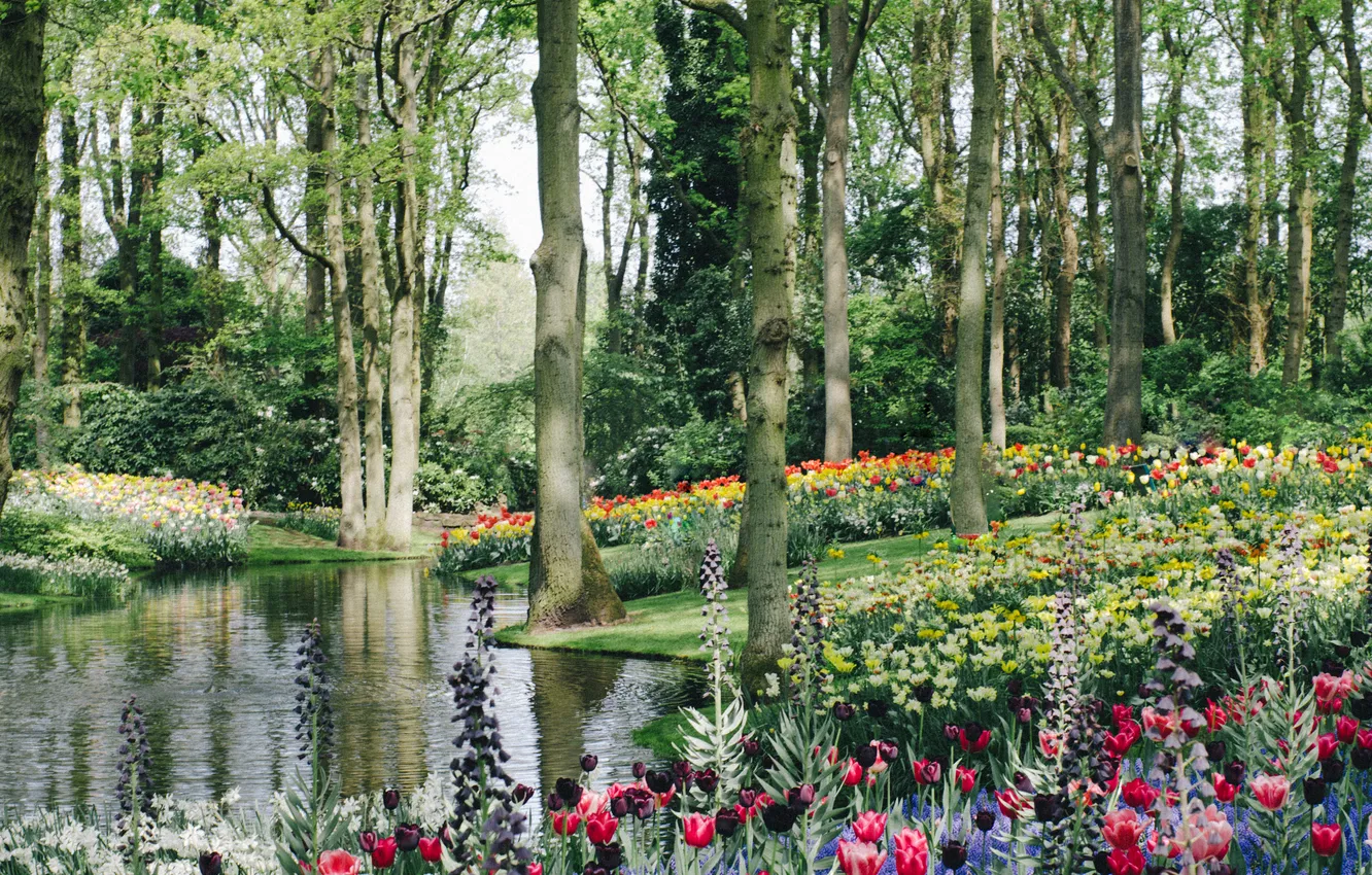 Фото обои вода, цветы, Keukenhof