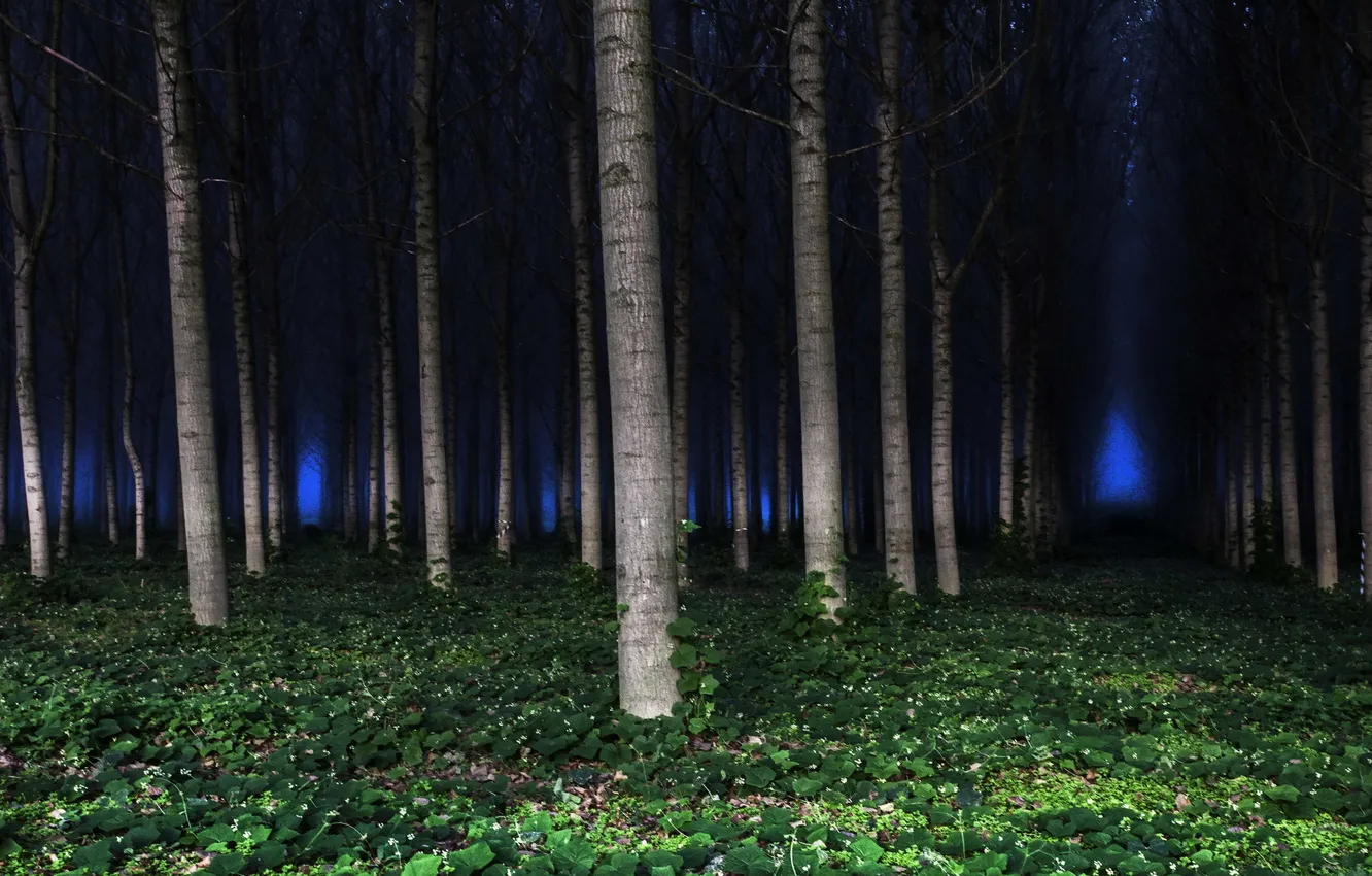Фото обои лес, деревья, пейзаж, ночь