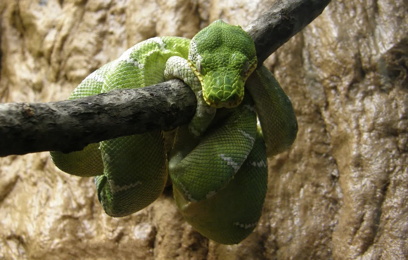 Фото обои змея, ветка, отдыхает, зелёная