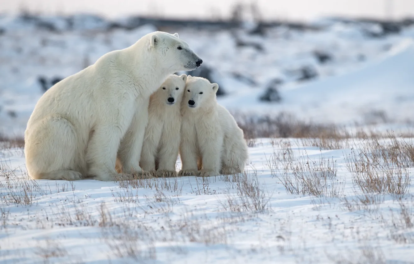 Фото обои снег, медвежата, Арктика, медведица, Белые медведи, Полярные медведи