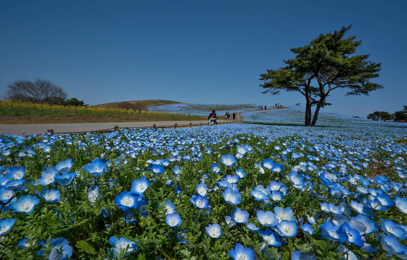 Фото обои цветы, парк, дерево, Япония, Hitachi Seaside Park, Хитачинака