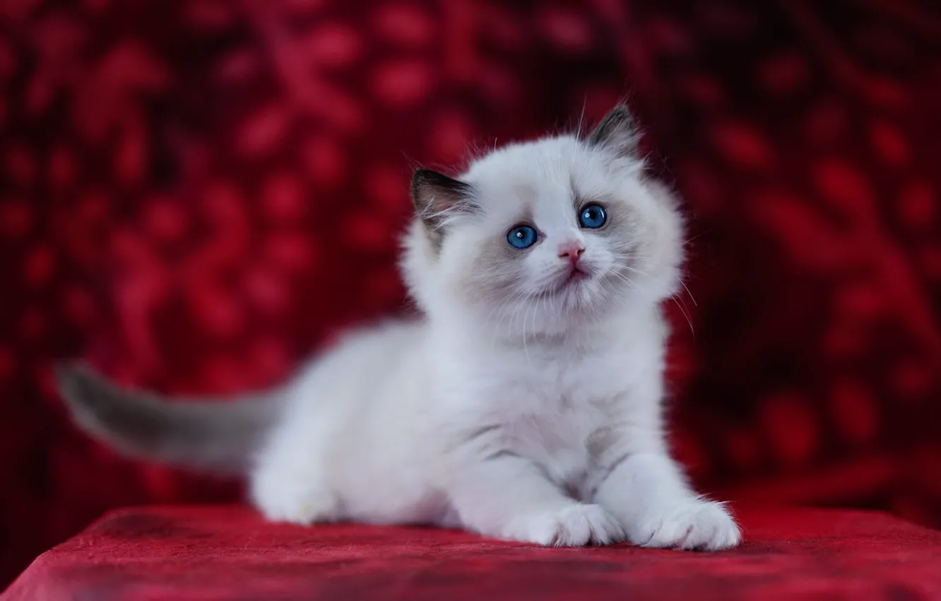 Фото обои кошка, белый, взгляд, поза, лежит, котёнок, голубые глаза, мордашка