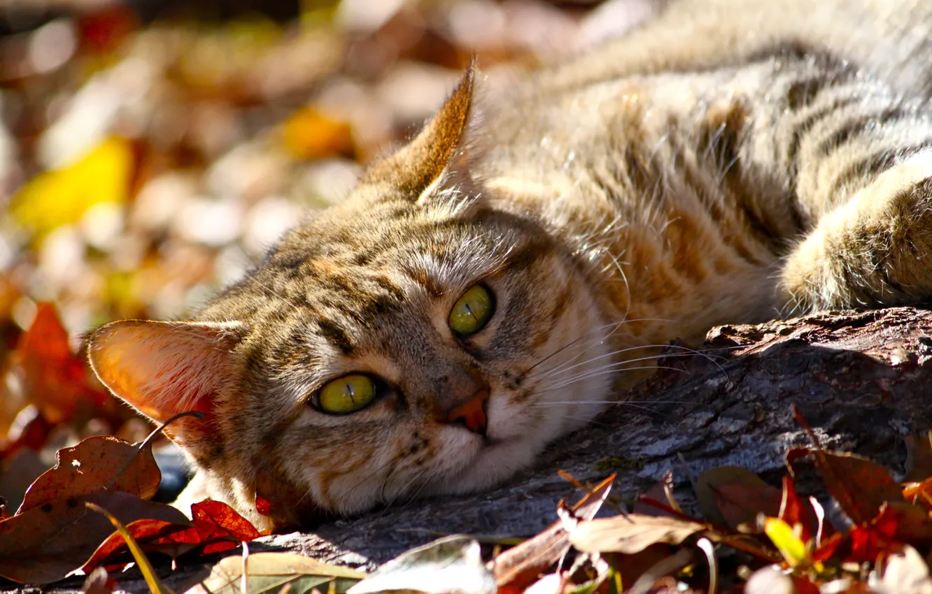 Фото обои осень, кот, взгляд, морда, листья, животное, лежит