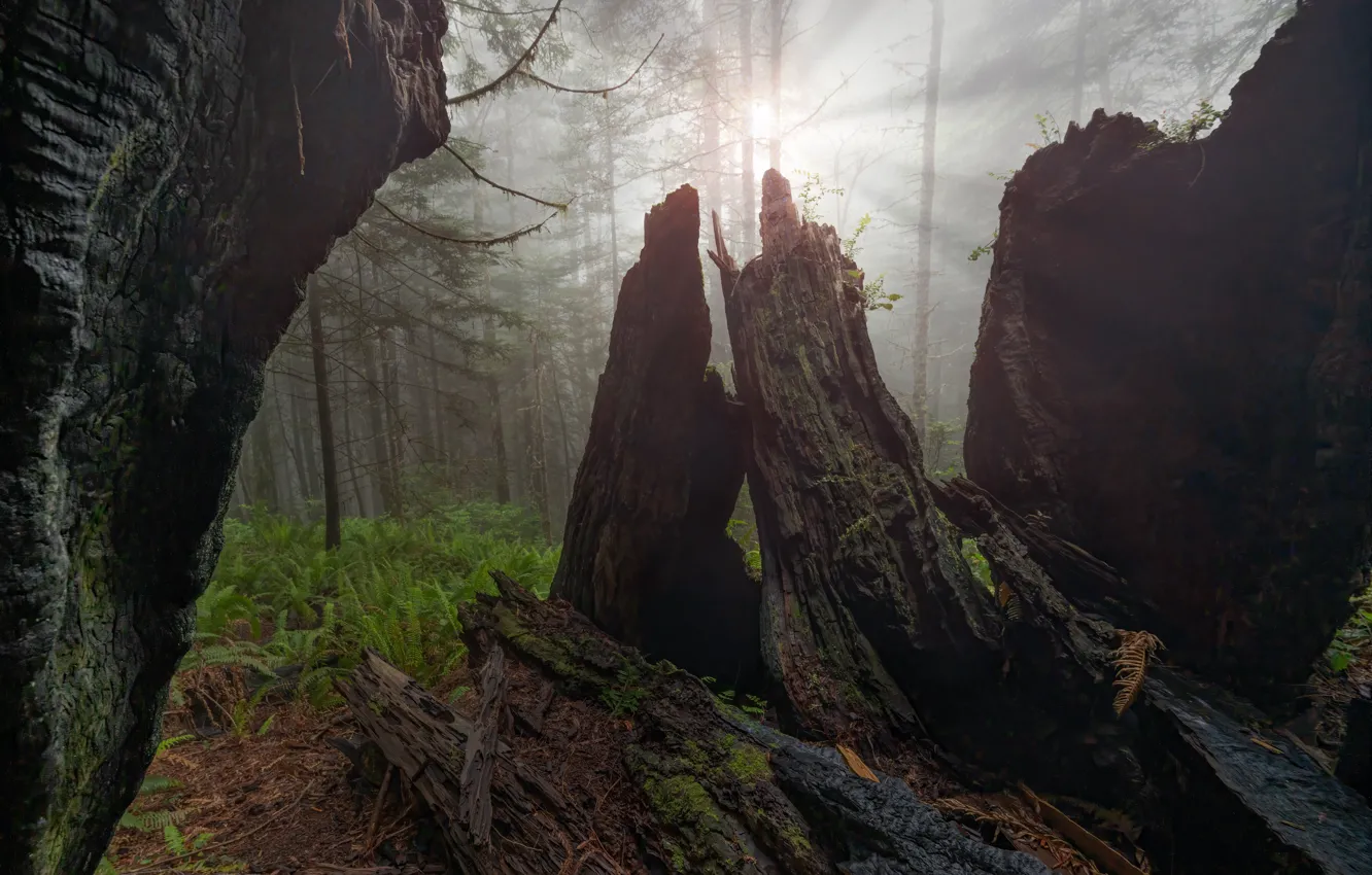 Фото обои лес, свет, ветки, туман, пень, пни, хвоя, папоротник