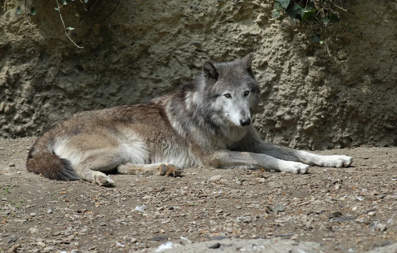 Фото обои nature, predator, animal, wolf, wildlife, portrait., Canis lupus. face • wolf • portrait • predator