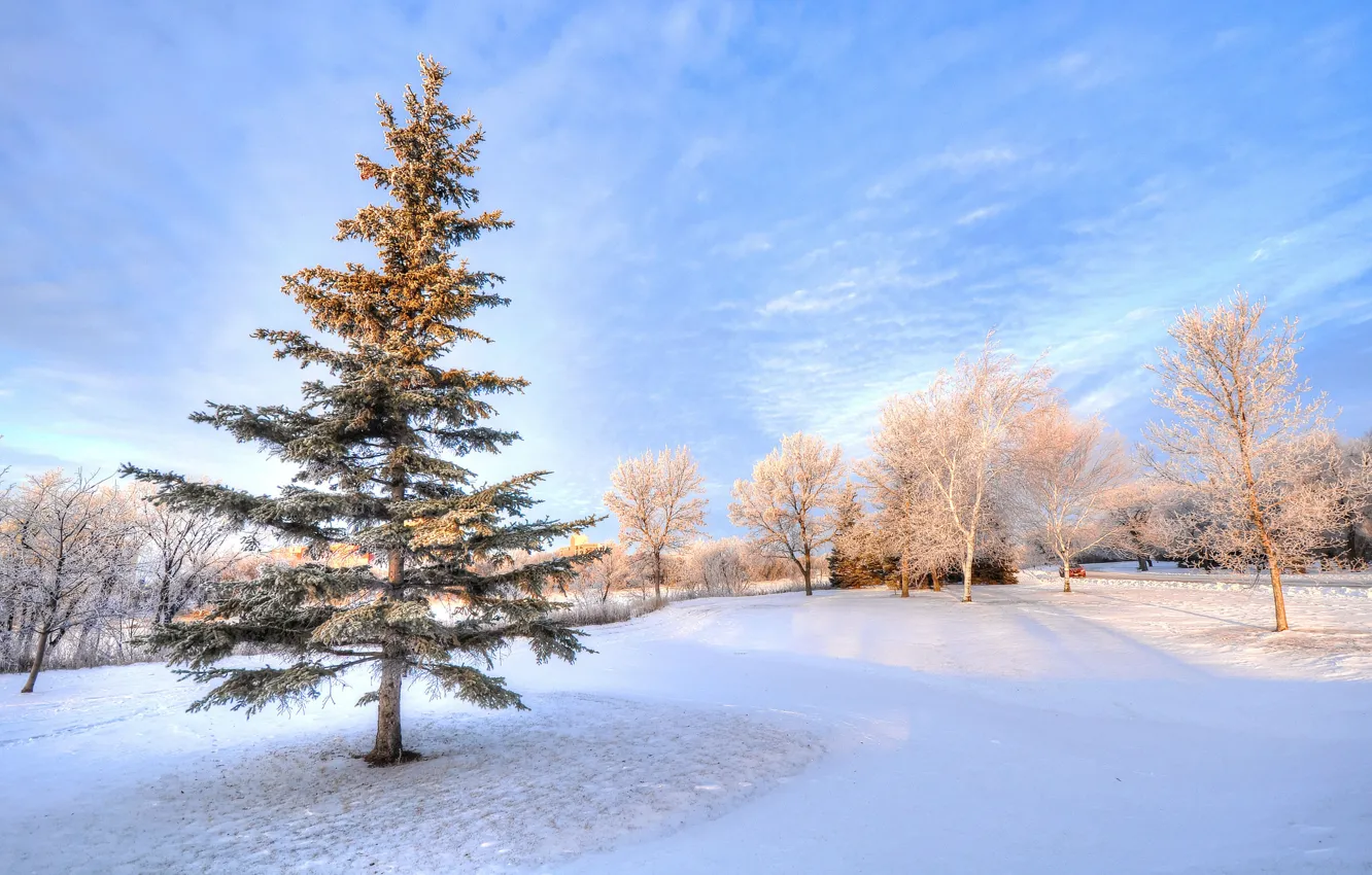 Фото обои зима, небо, снег, деревья, парк
