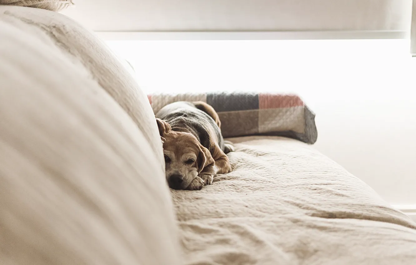 Фото обои диван, собака, лежит
