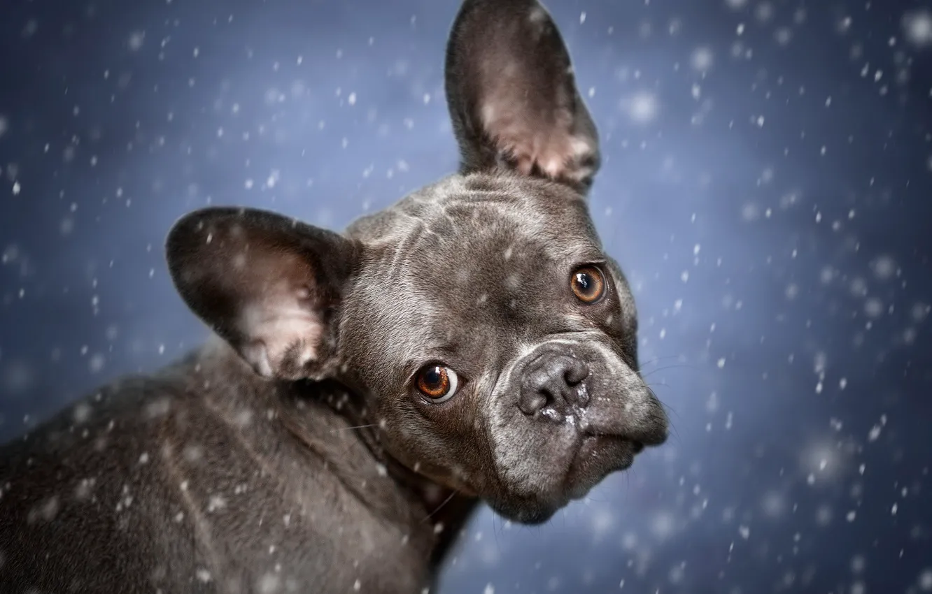 Фото обои зима, взгляд, снег, серый, портрет, собака, щенок, мордашка