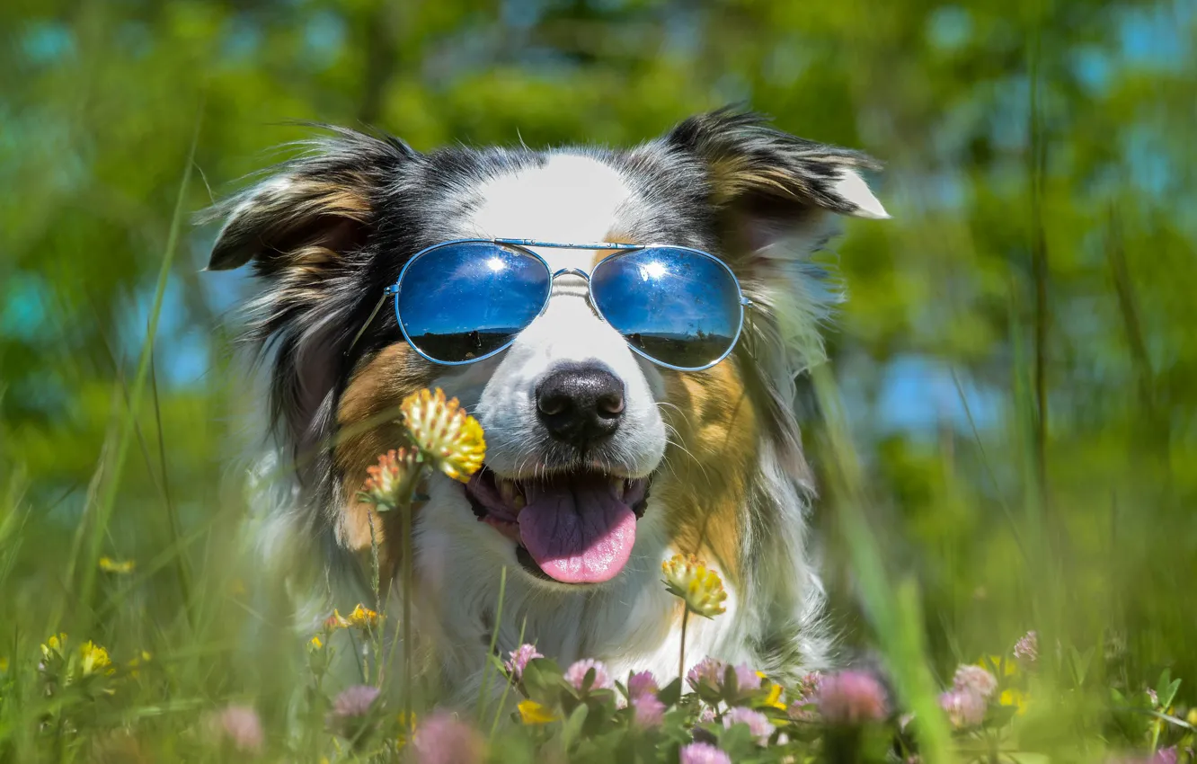 Фото обои язык, лето, отдых, поляна, собака, очки, клевер, ярко