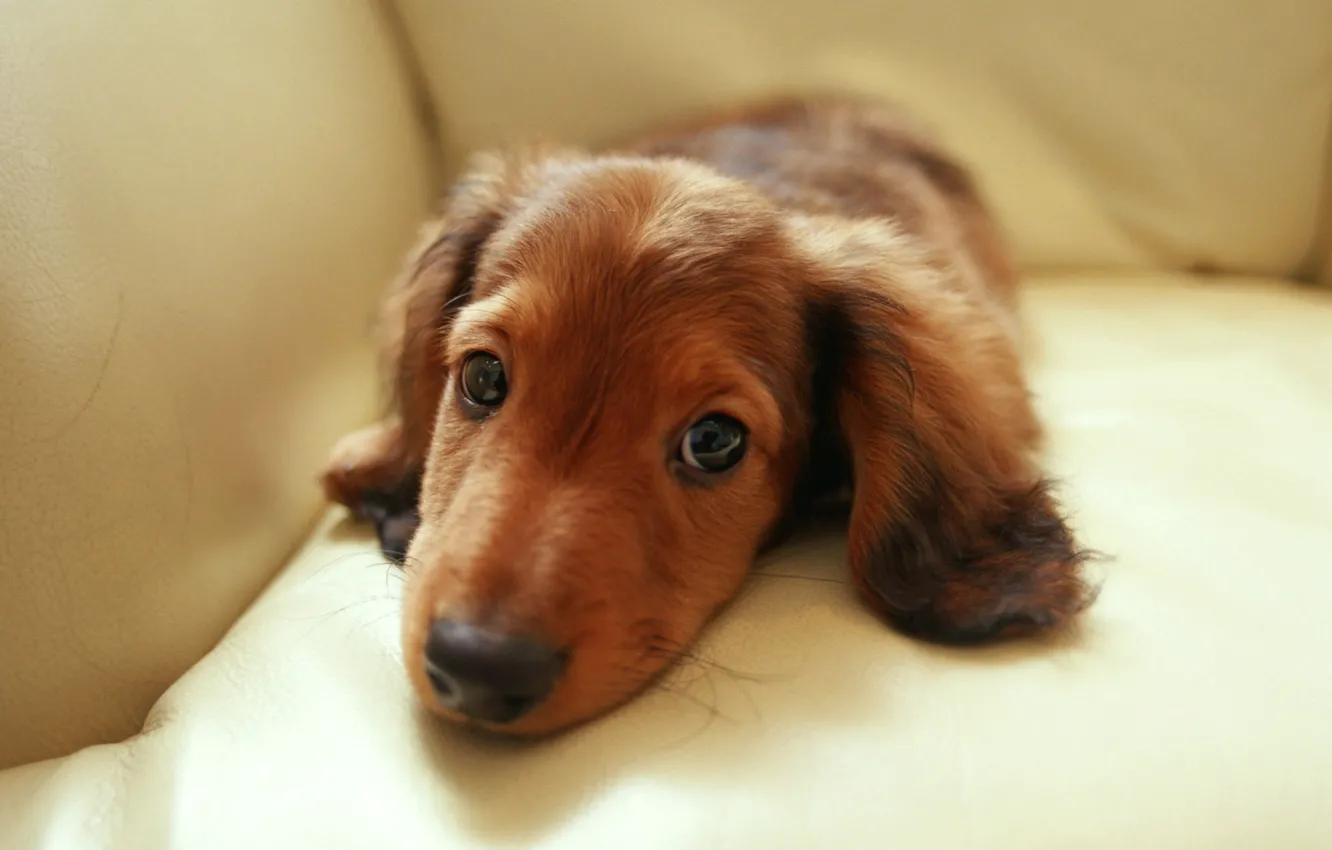 Фото обои глаза, взгляд, диван, dachshund, Такса