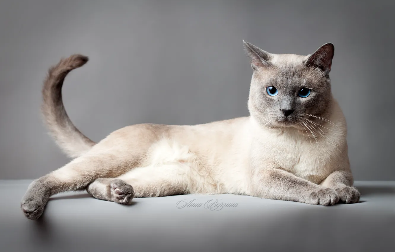 Фото обои кошка, глаза, кот, серый фон, тайский кот, тайская кошка