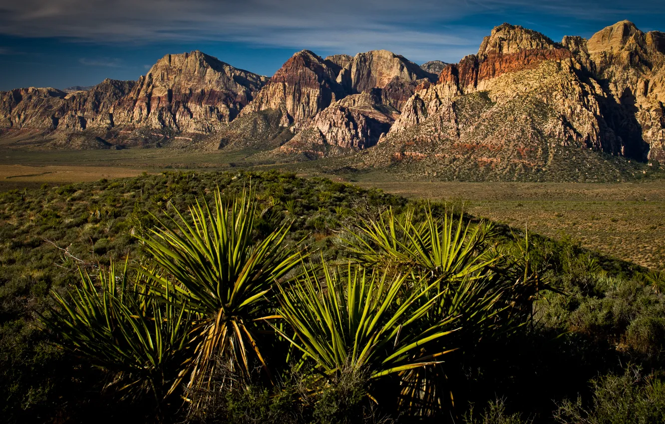 Фото обои Лас-Вегас, каньон, desert, las vegas, red rock canyon, yucca, юкка