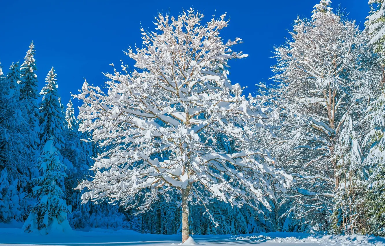 Фото обои зима, небо, солнце, свет, снег, деревья, мороз