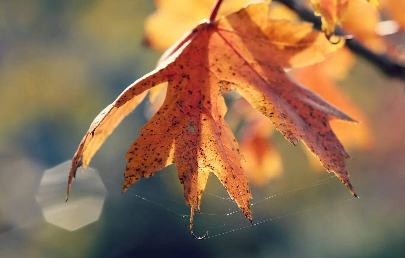 Фото обои осень, листья, природа, паутина