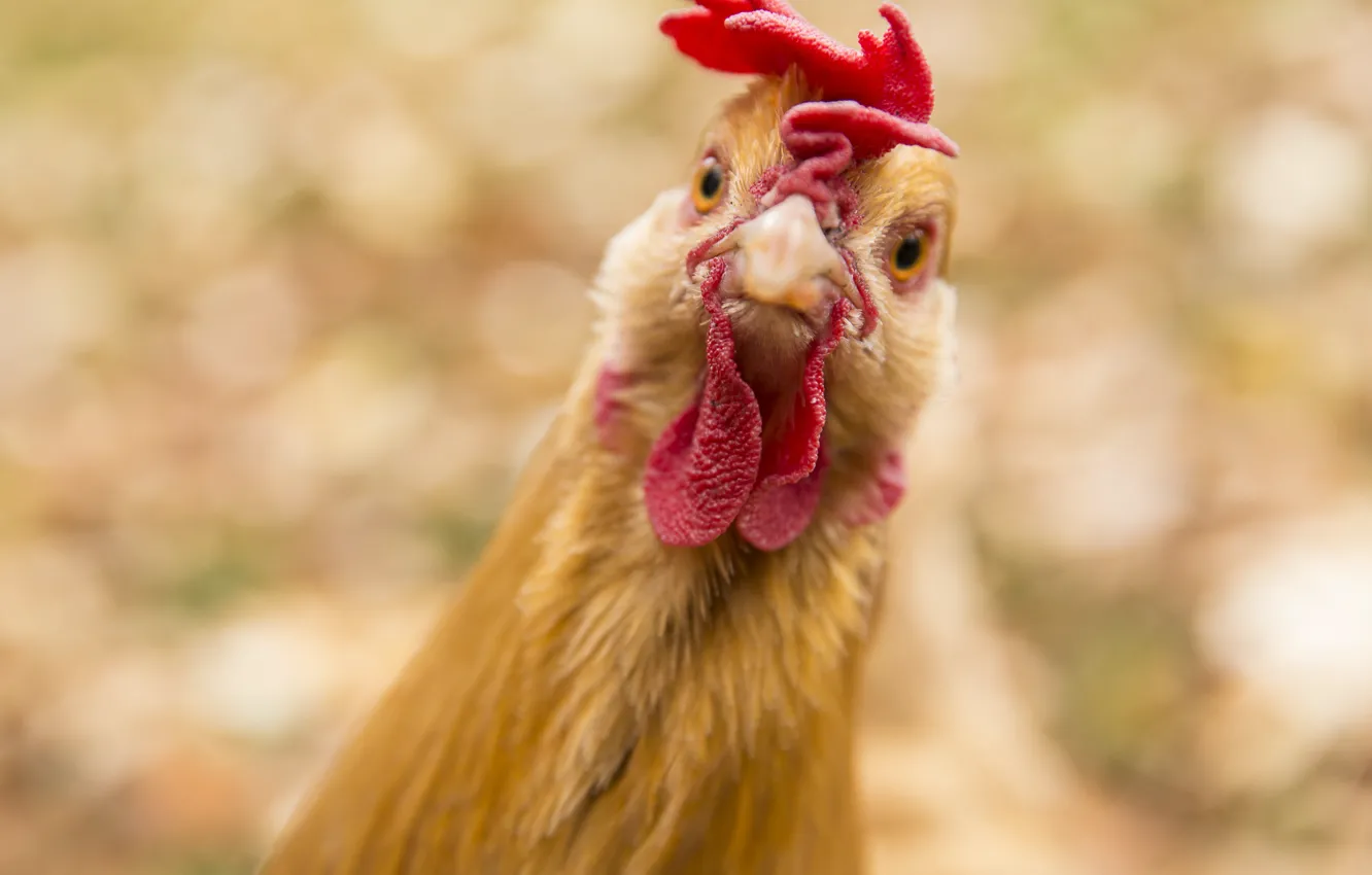 Фото обои bird, animal, chicken