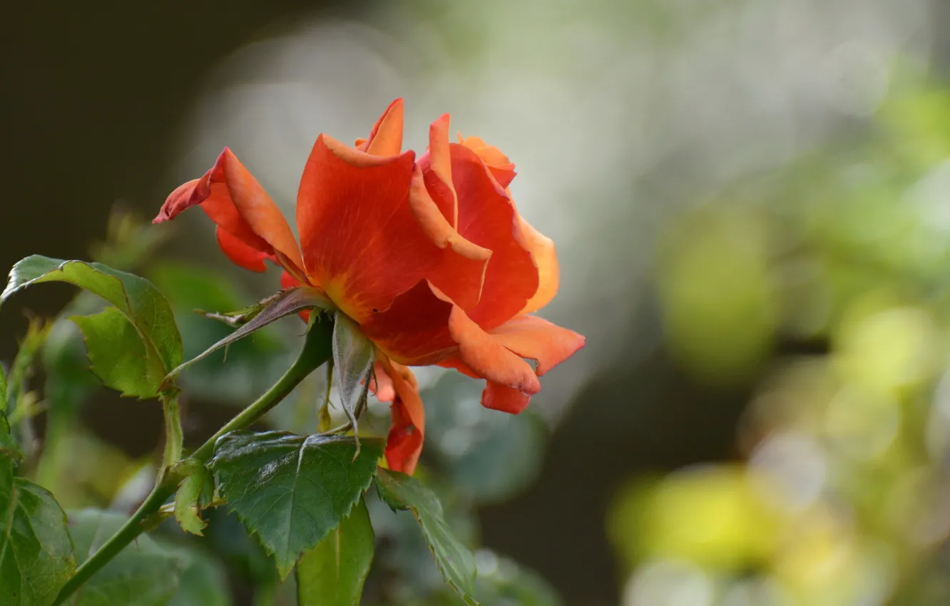 Фото обои цветок, природа, роза