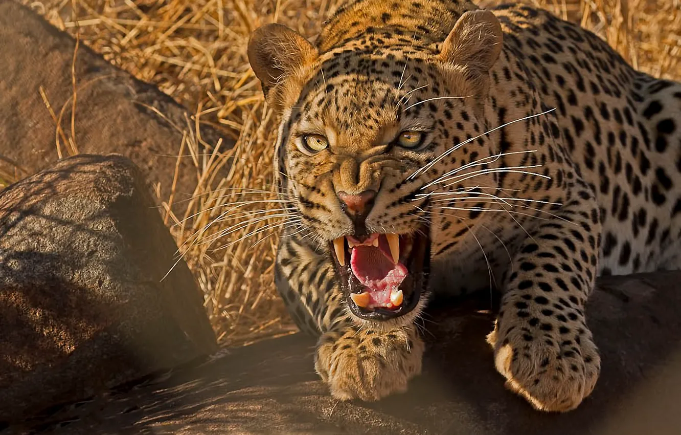 Фото обои хищник, леопард, оскал, дикая кошка