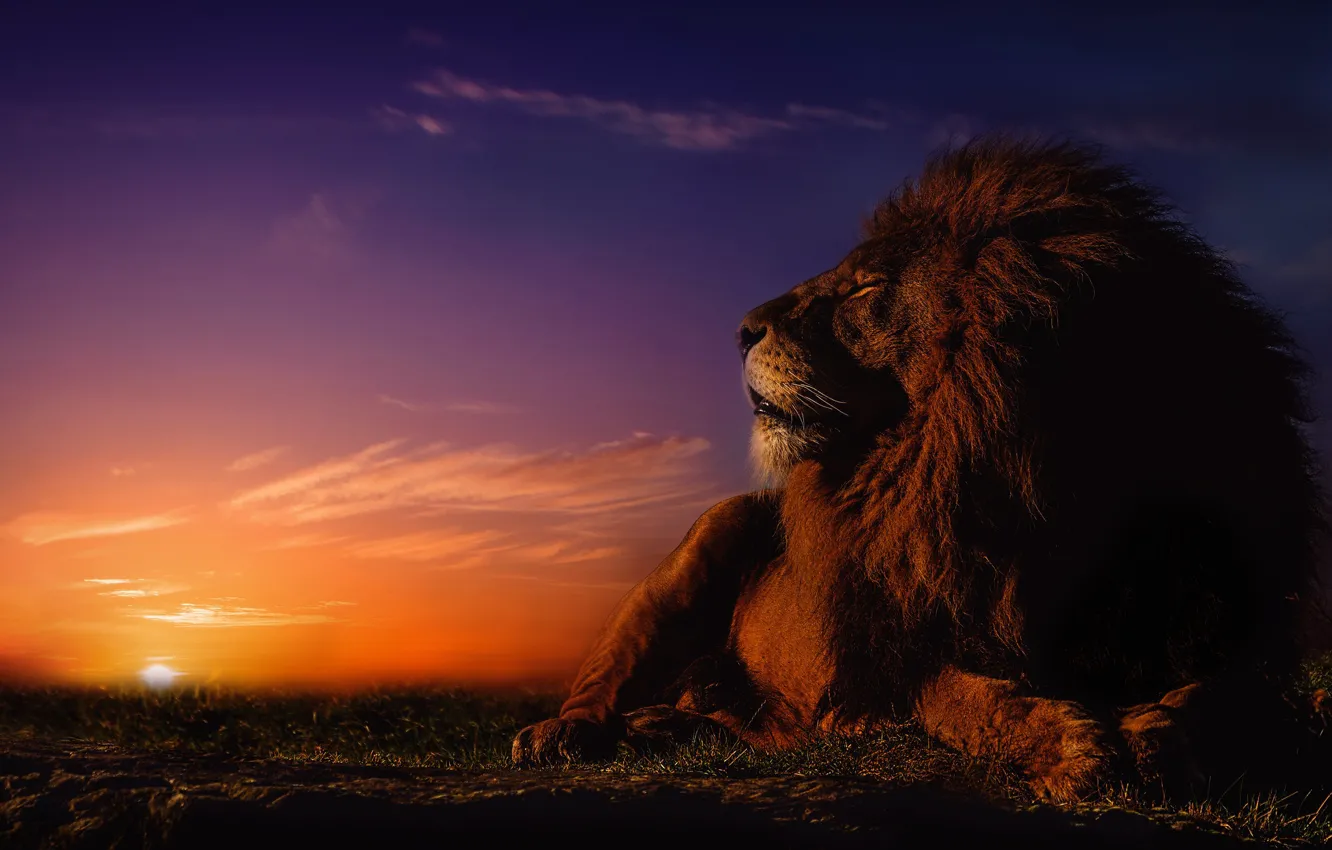 Фото обои закат, отдых, лев, грива, царь зверей, дикая кошка