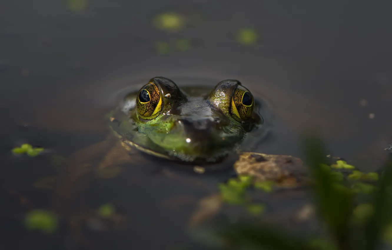 Фото обои глаза, вода, пруд, фон, лягушка