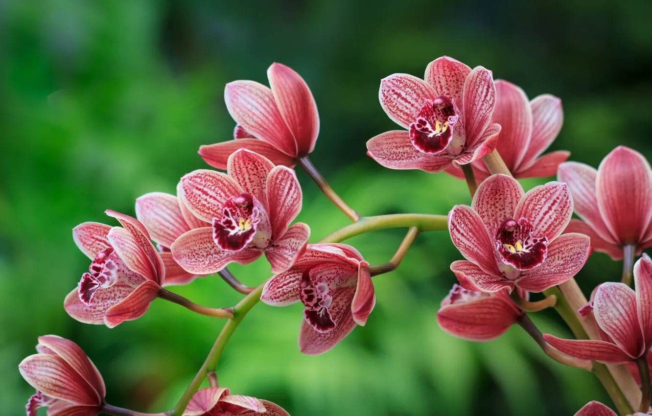 Фото обои природа, ветка, орхидея, цветки