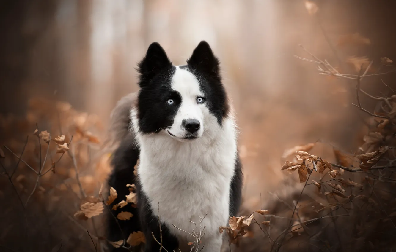 Фото обои осень, взгляд, ветки, собака, боке, Якутская лайка