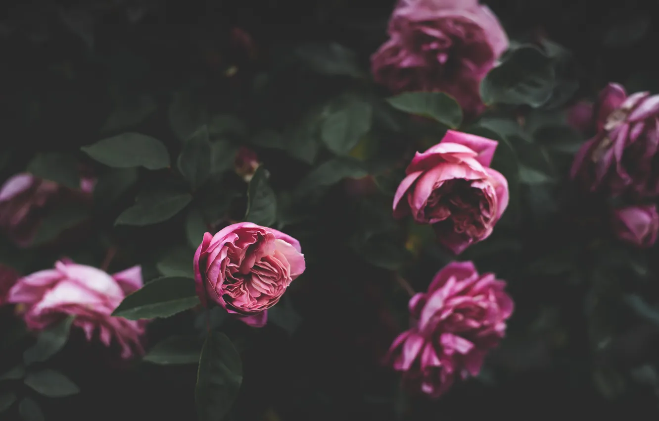 Фото обои цветы, розовый, куст, розы, бутоны