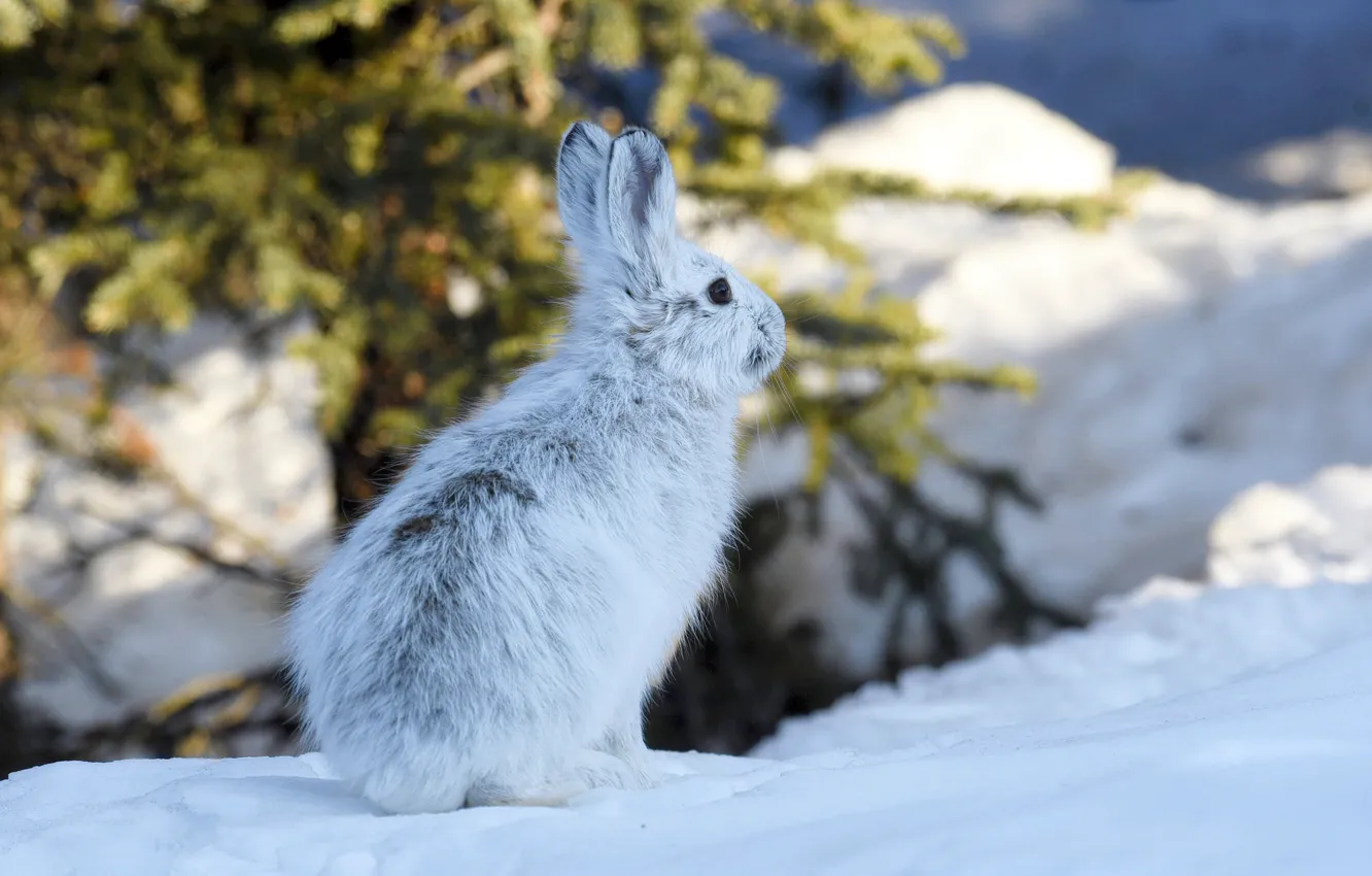 Фото обои зима, снег, заяц, Аляска