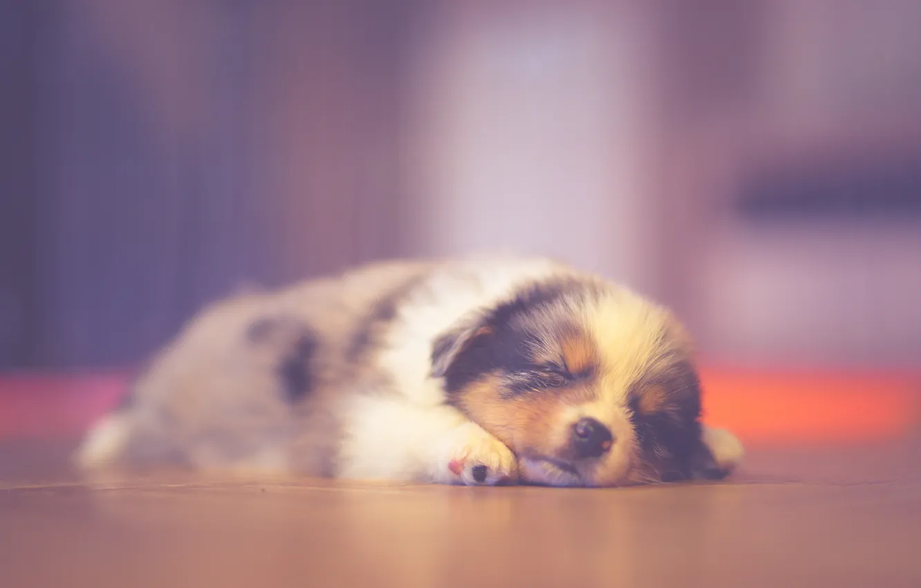 Фото обои puppy, sleeping, dreaming, australian shepherd