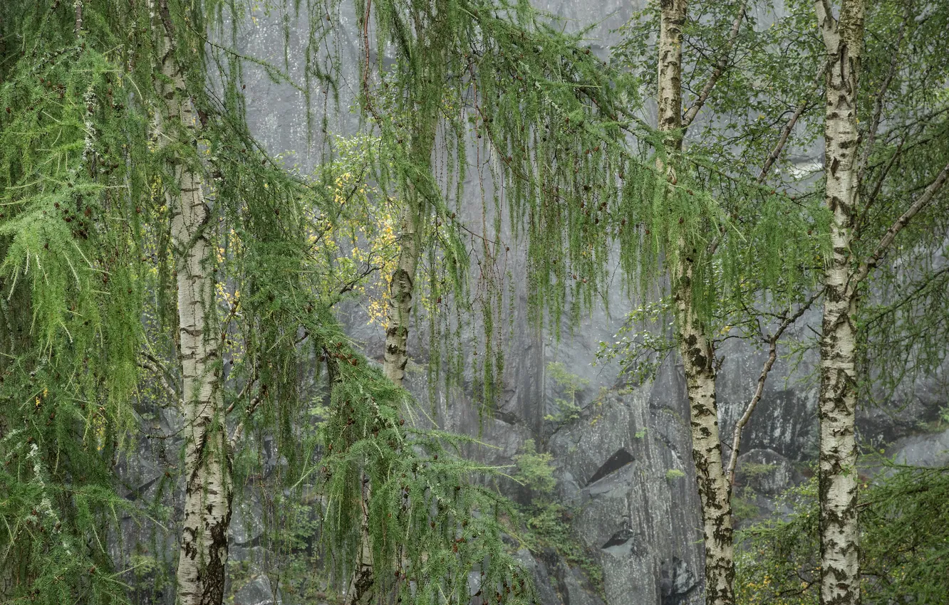 Фото обои лес, деревья, скала, роща