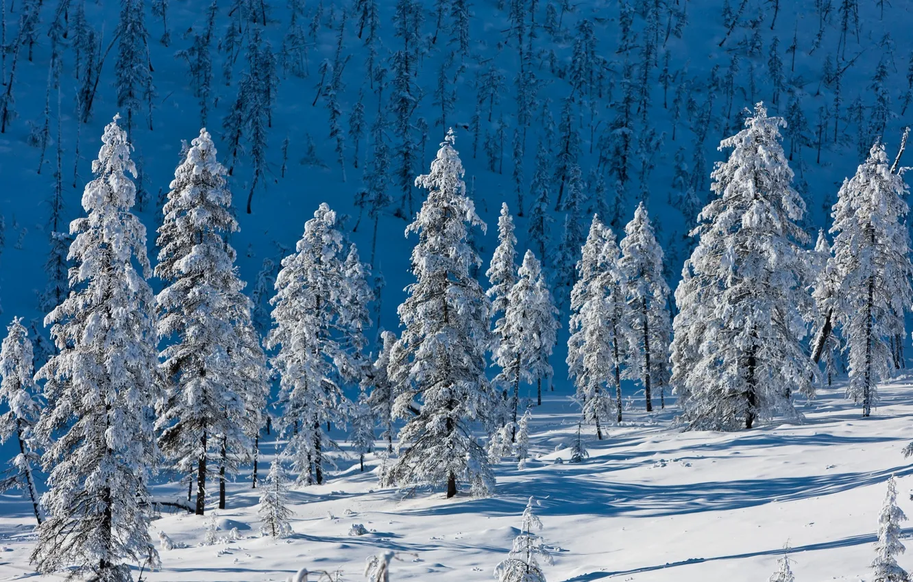 Фото обои холод, снег, елки
