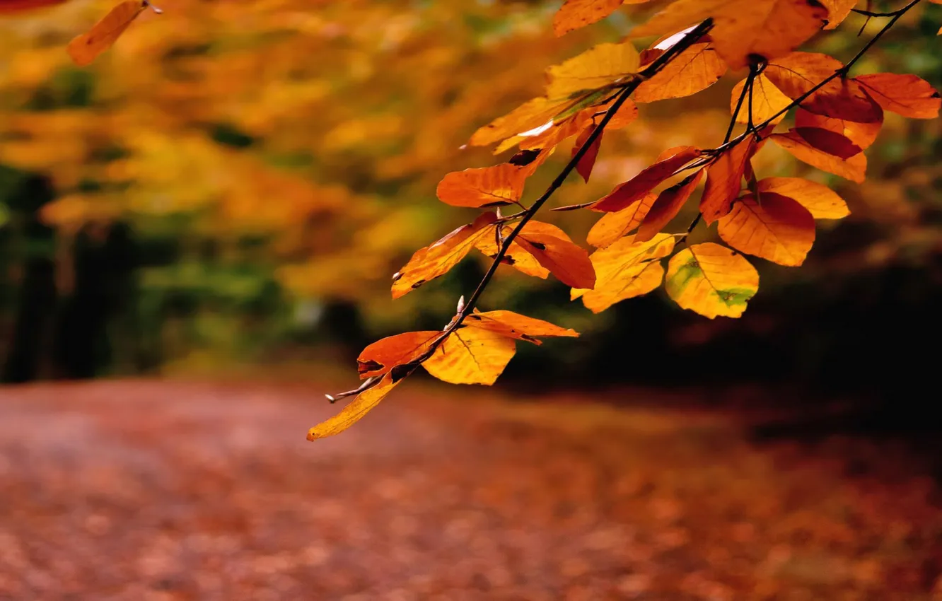 Фото обои осень, листья, ветка, дорожка, оранжевые, усыпанная листвой