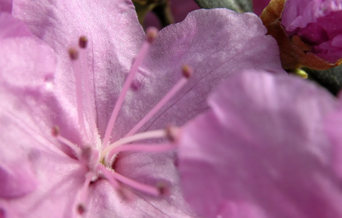 Фото обои цветок, макро, розовый, нежный