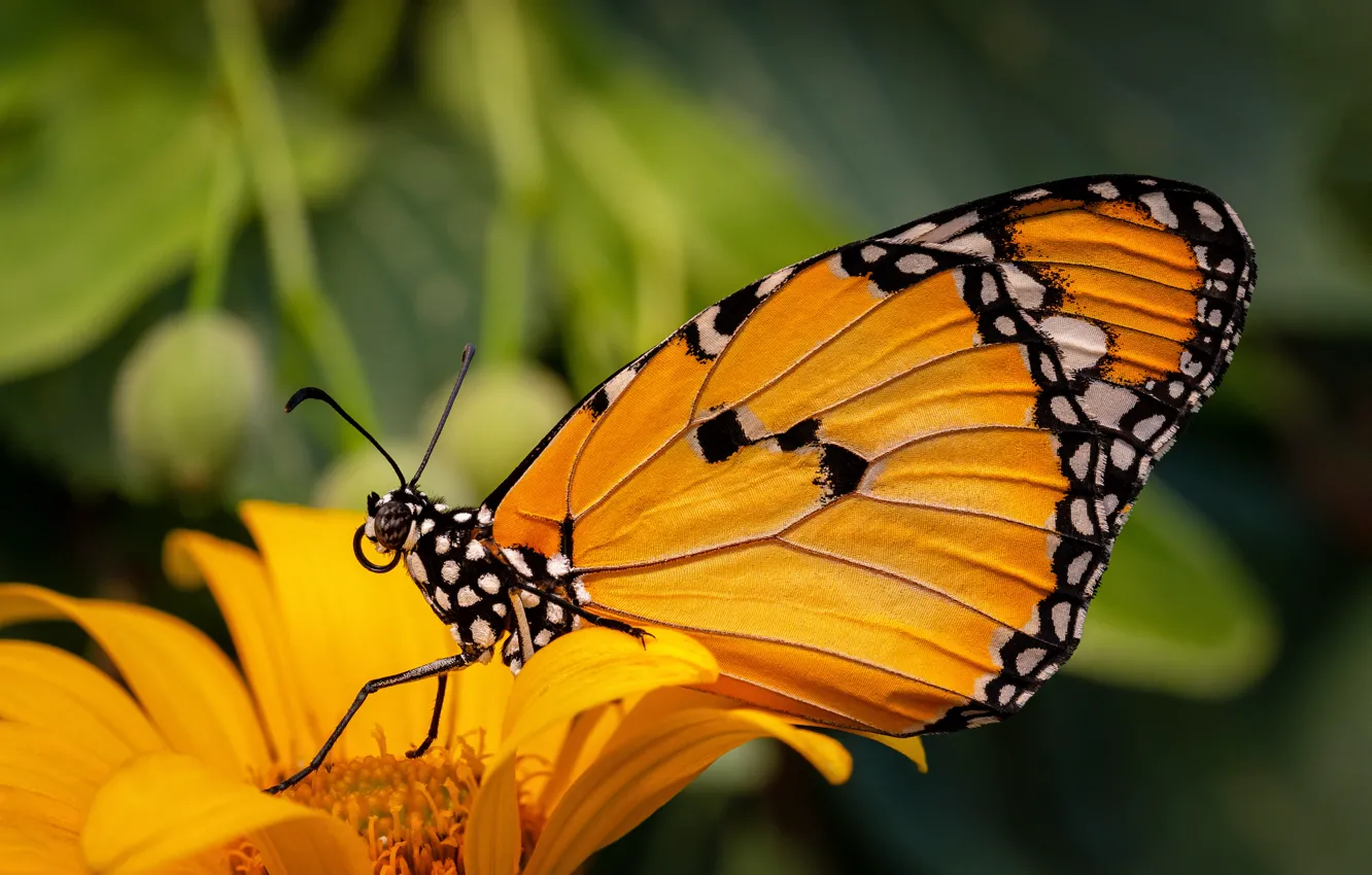 Фото обои животные, цветок, лето, оранжевый, насекомые, желтый, природа, Бабочка