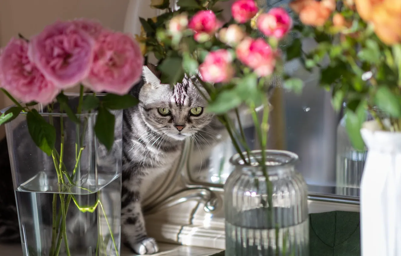 Фото обои кошка, кот, свет, цветы, розы, зеркало, розовые, серая