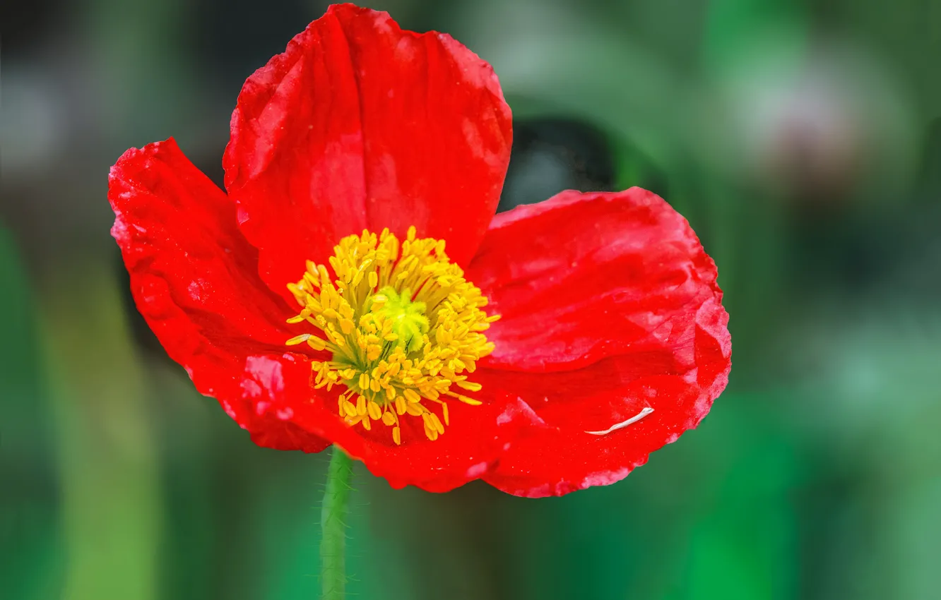 Фото обои Макро, Весна, Мак, Spring, Боке, Bokeh, Macro, Poppy