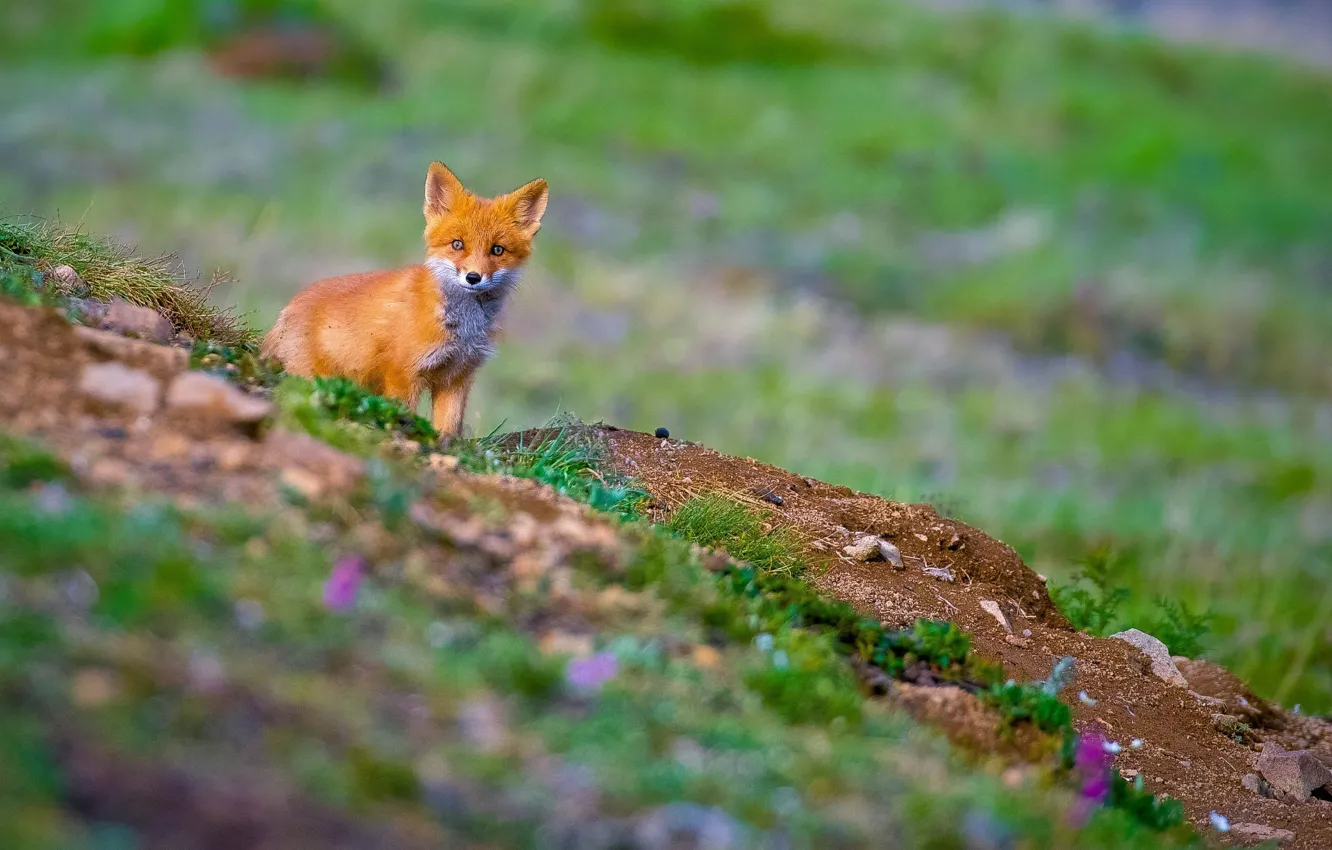 Фото обои рыжий, fox, лисёнок