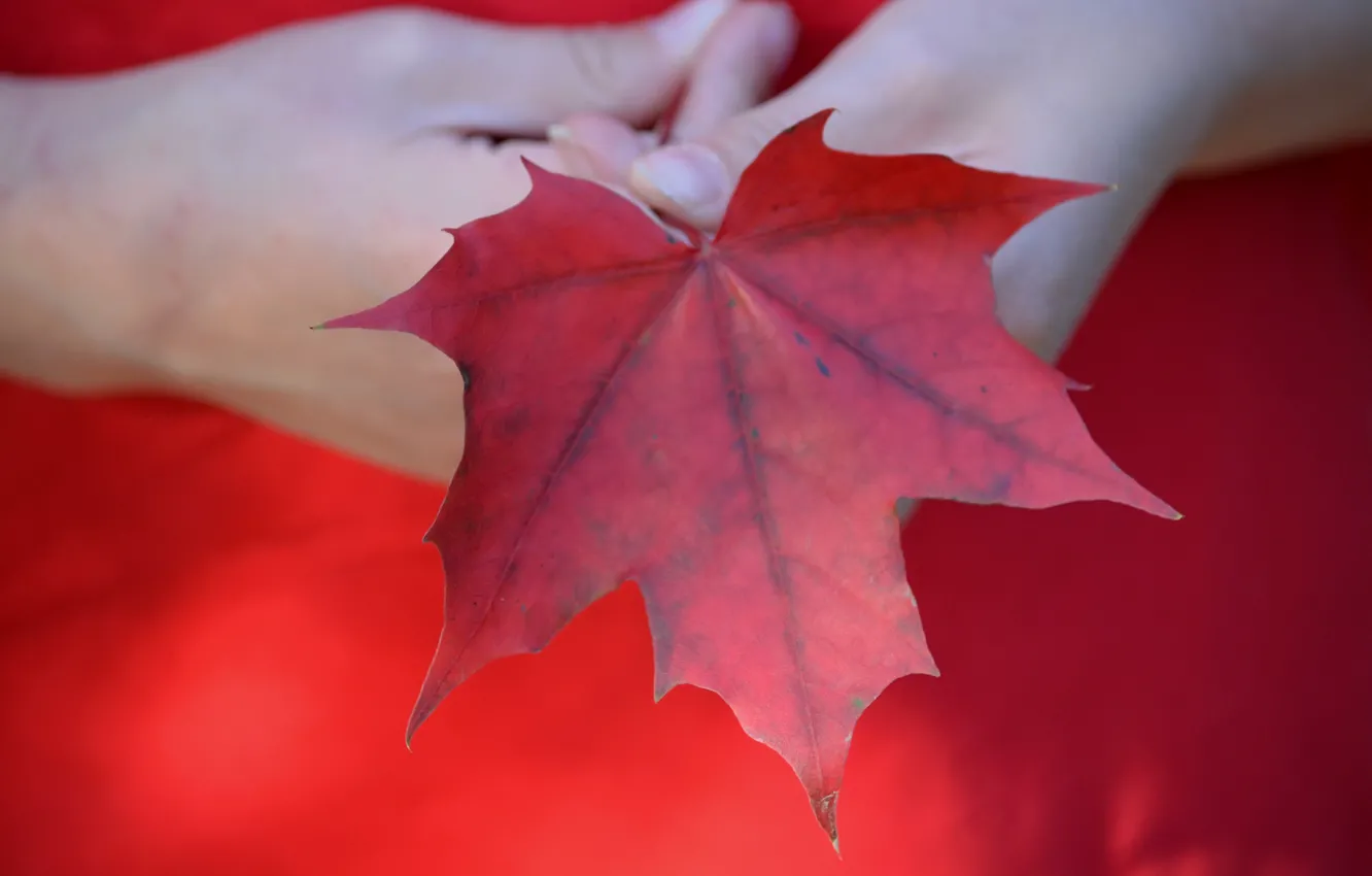 Фото обои осень, лист, руки