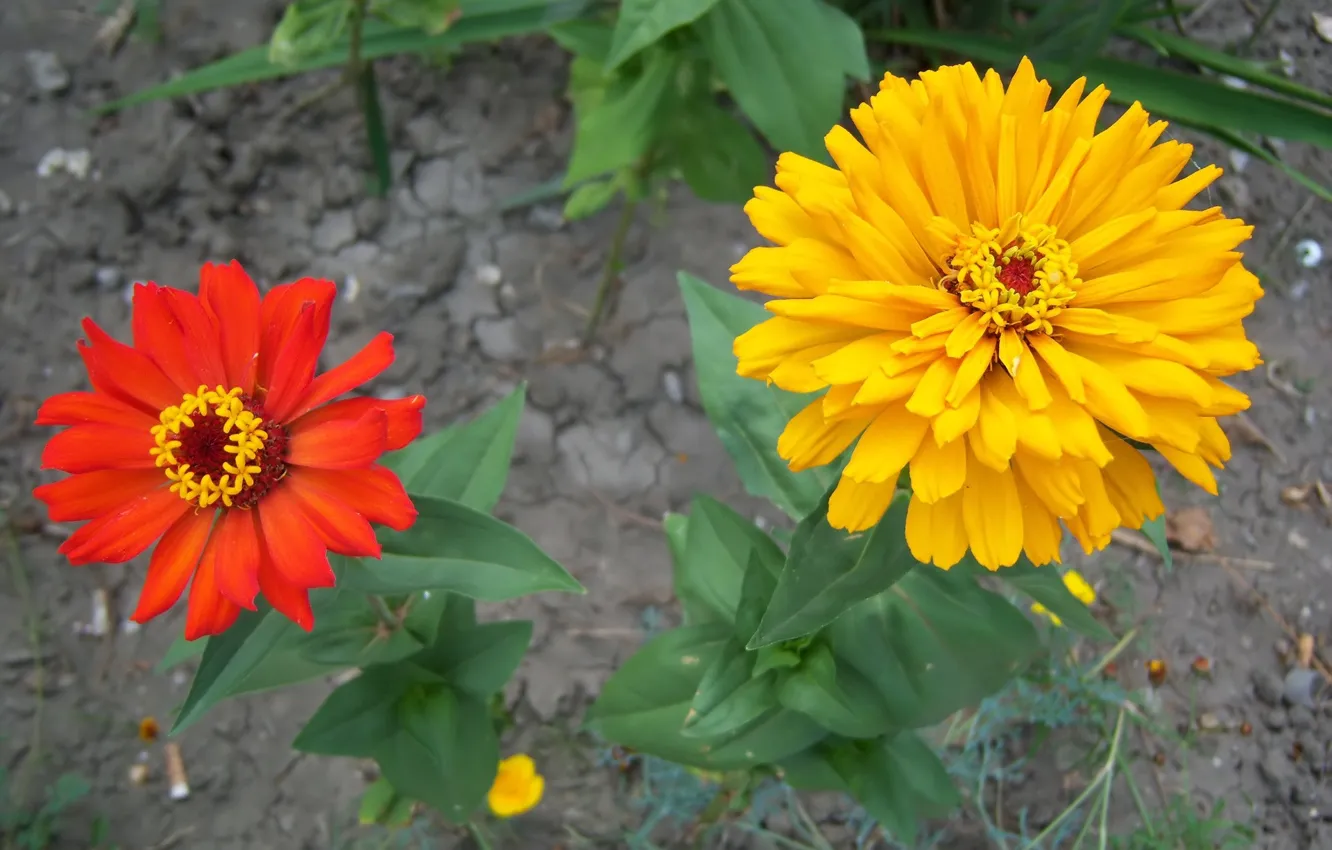 Фото обои цветы, пара, цинния, Meduzanol ©