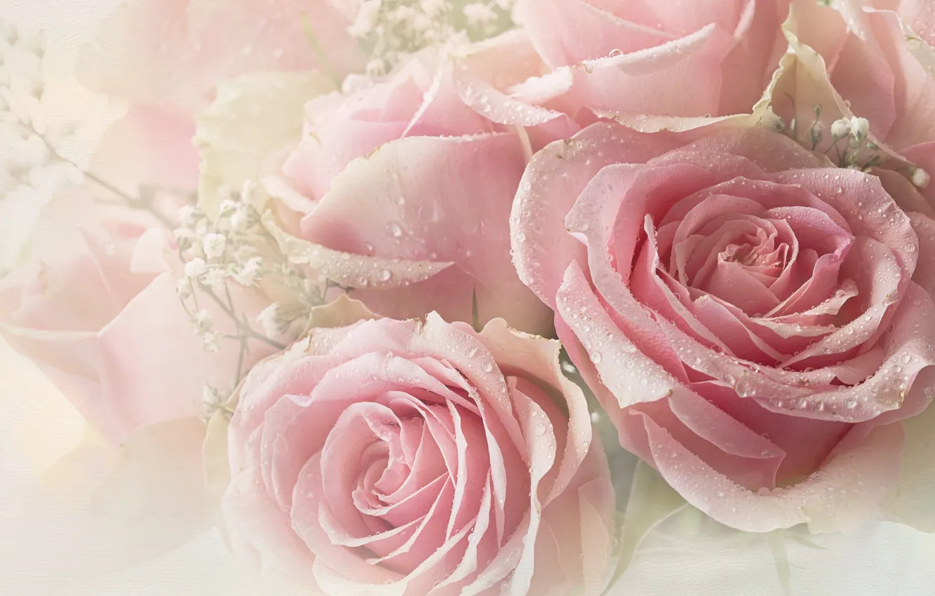 Фото обои капли, розовый, розы