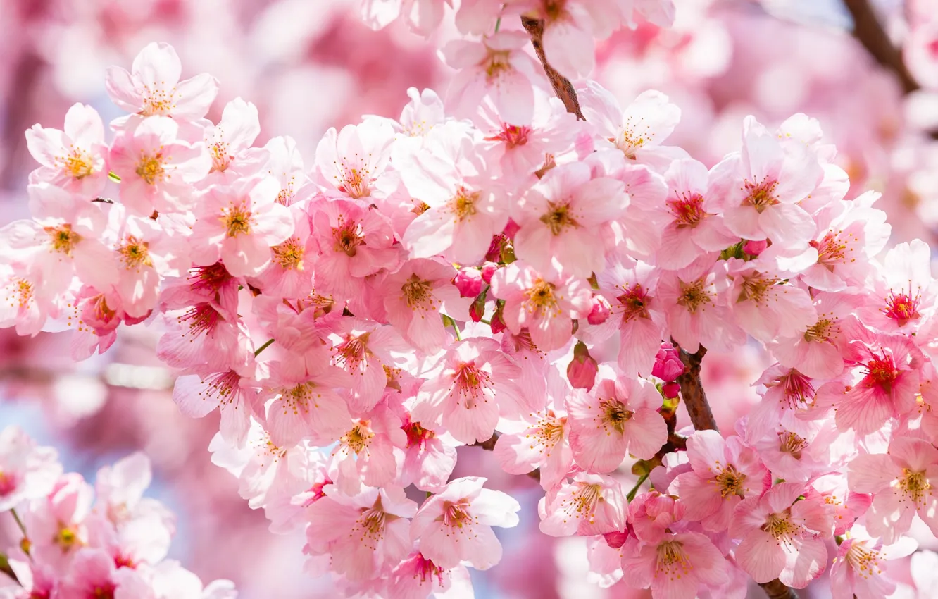 Фото обои ветки, вишня, розовый, весна, сакура
