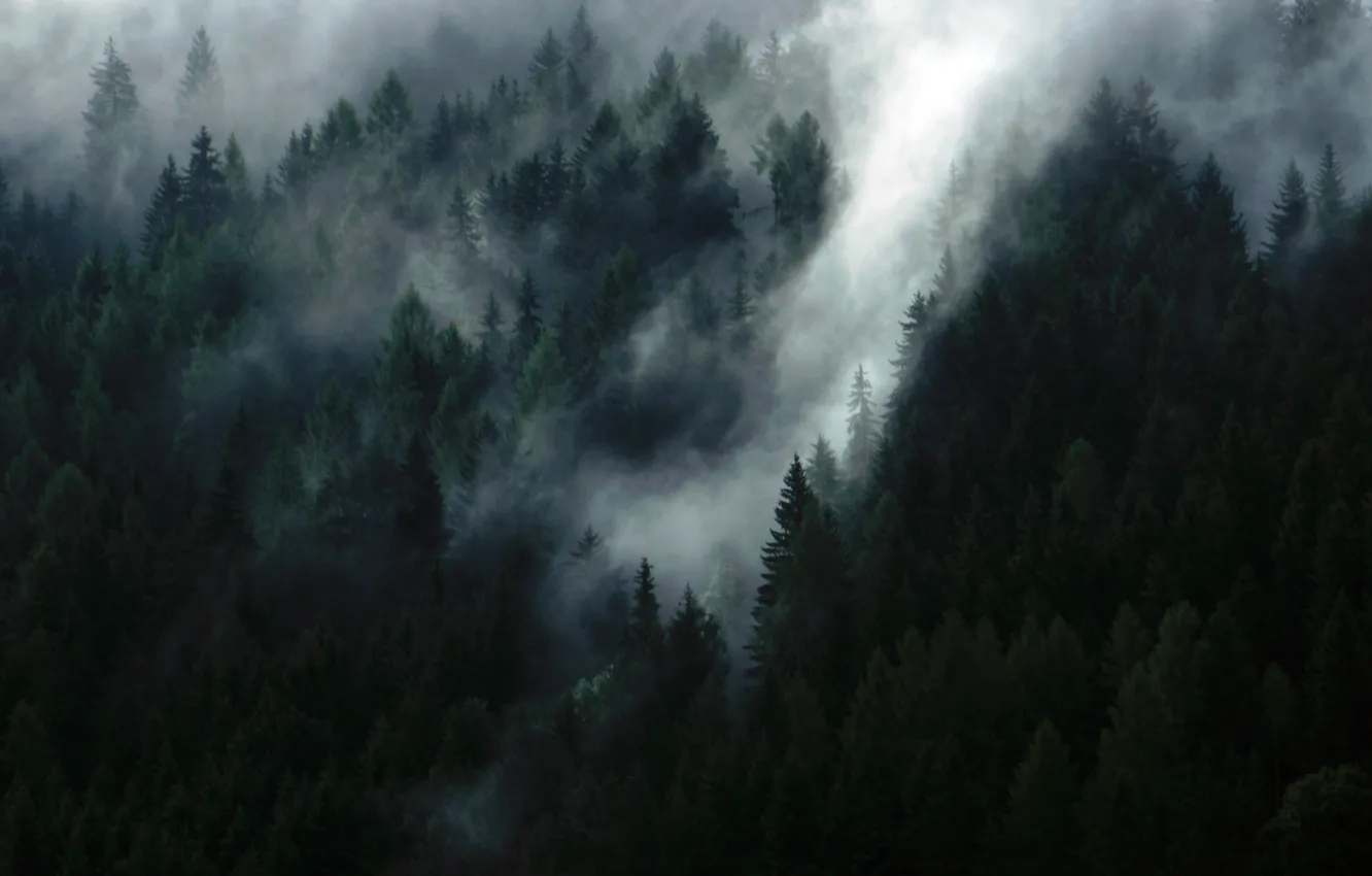 Фото обои лес, деревья, природа, дымка, Austria, Schladming