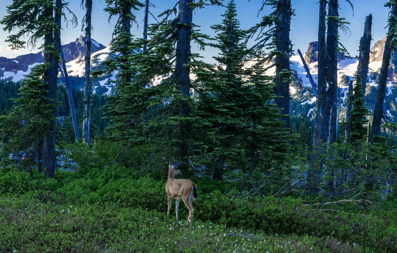 Фото обои лес, снег, деревья, горы, скалы, Вашингтон, США, Mount Rainier National Park