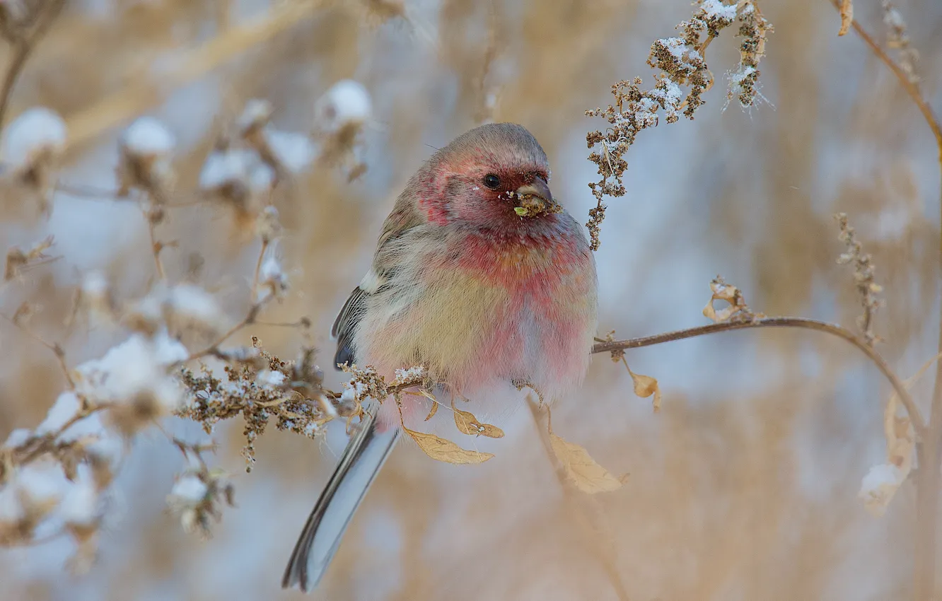 Фото обои зима, снег, природа, птица, ветка, урагус